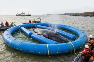 Cuna de rescate inflable para ballenas, con un anillo exterior y tubos de flotación internos que sostienen a una ballena durante una operación de rescate en el mar