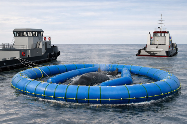 Whale Supported By Inflatable Rescue Platform